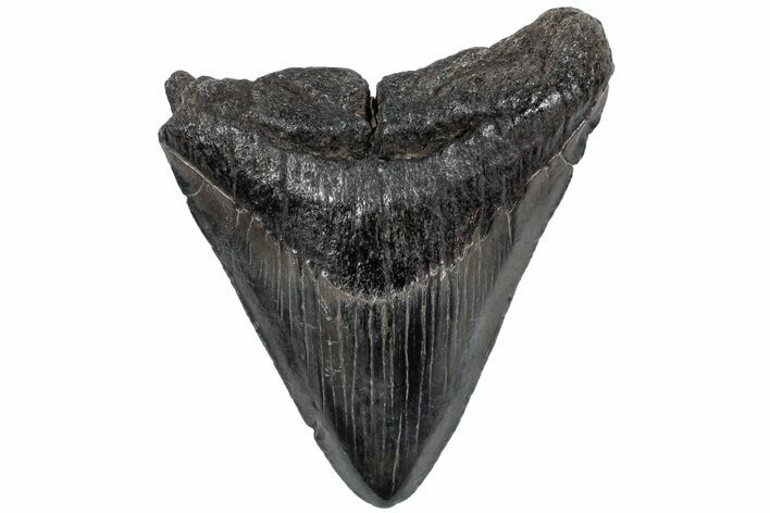 Fossil Megalodon Tooth - Glossy Enamel #234029